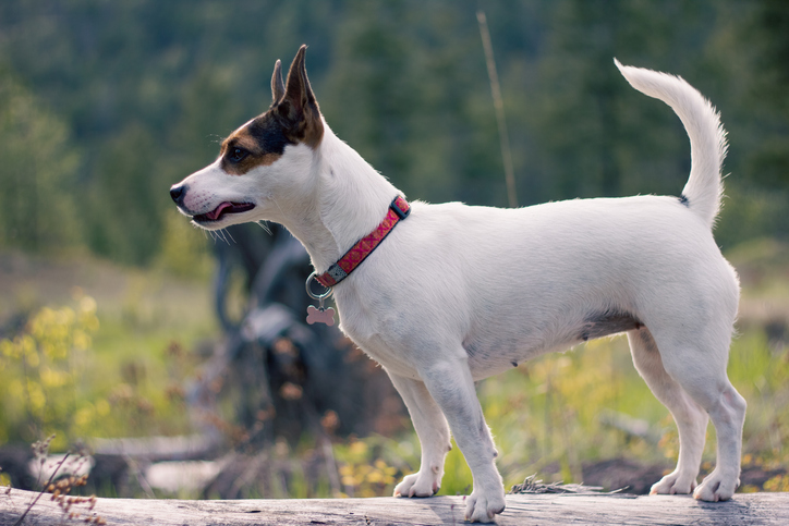 Texas dog bite laws, who is liable dog bite Texas, dog attack injury Texas law, Texas one bite rule explained, dog owner responsibility Texas, dog bite negligence Texas, leash law violation Texas dog attack, San Antonio dog bite lawyer, dog bite injury claim Texas, Texas personal injury dog attack, animal control dog bite Texas, compensation dog bite Texas, child dog bite injury Texas, serious dog attack injuries Texas, premises liability dog bite Texas, Texas injury lawyer dog bite cases, Call Shaw, Carabin Shaw, can you sue for dog bite Texas, dog bite legal rights Texas, Texas comparative fault dog bite